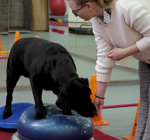 Curso Terapeuta en Comportamiento canino